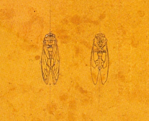 Cicada brooch by Rene Lalique design