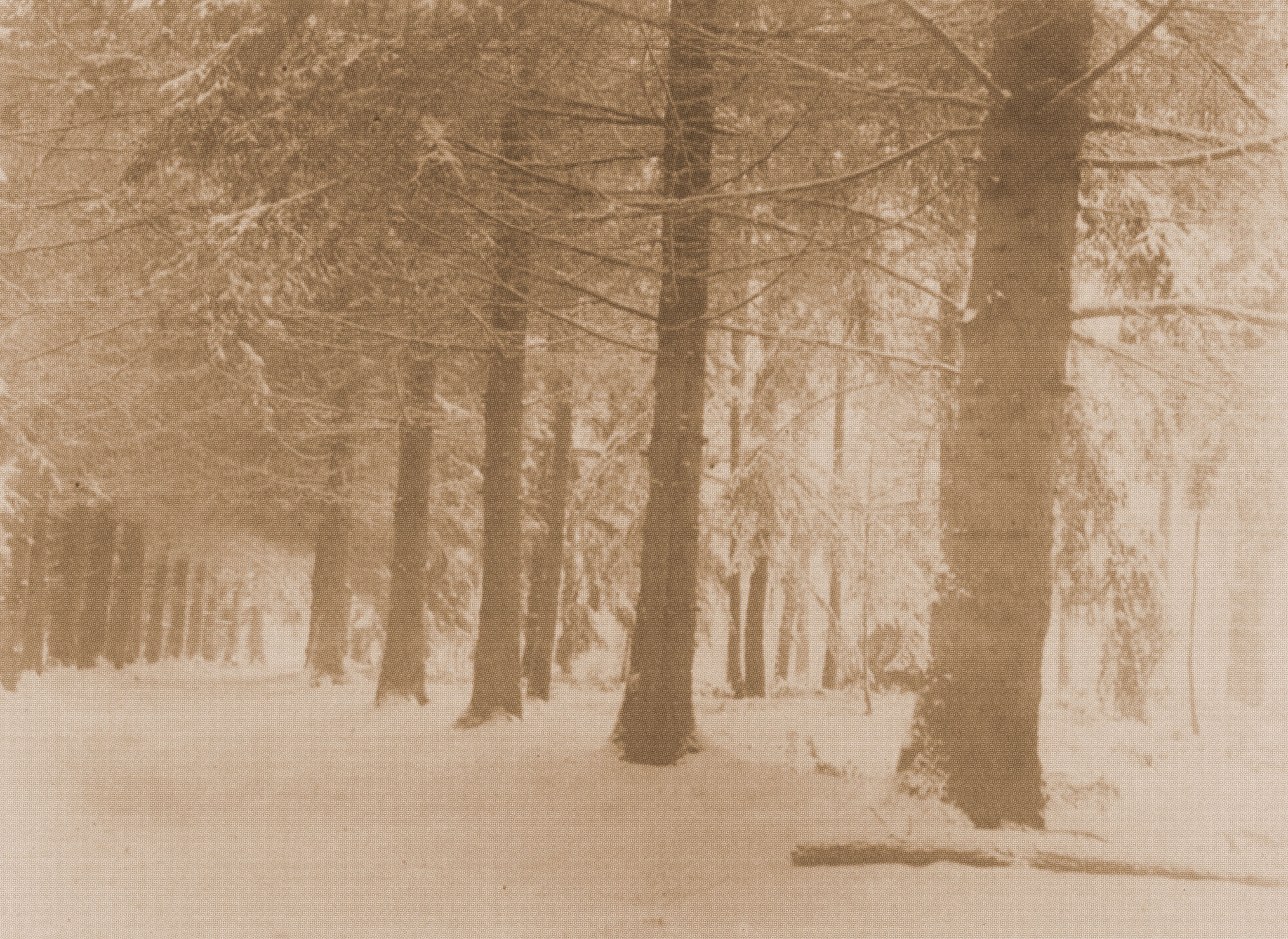Photograph of his Pine Forest near Rambouillet taken by Lalique